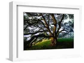 Majestic and Elegant Oak California Country Hillside, Petaluma-Vincent James-Framed Photographic Print