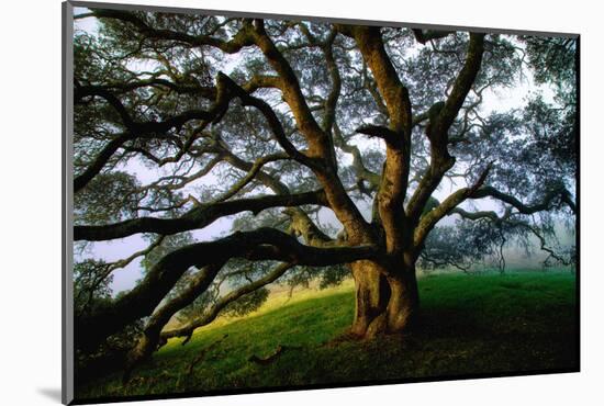 Majestic and Elegant Oak California Country Hillside, Petaluma-Vincent James-Mounted Photographic Print