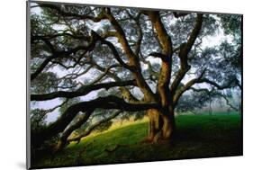 Majestic and Elegant Oak California Country Hillside, Petaluma-Vincent James-Mounted Photographic Print