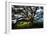 Majestic and Elegant Oak California Country Hillside, Petaluma-Vincent James-Framed Photographic Print