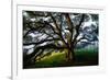 Majestic and Elegant Oak California Country Hillside, Petaluma-Vincent James-Framed Photographic Print