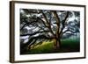 Majestic and Elegant Oak California Country Hillside, Petaluma-Vincent James-Framed Photographic Print