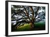 Majestic and Elegant Oak California Country Hillside, Petaluma-Vincent James-Framed Photographic Print