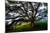 Majestic and Elegant Oak California Country Hillside, Petaluma-Vincent James-Mounted Photographic Print