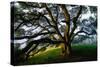 Majestic and Elegant Oak California Country Hillside, Petaluma-Vincent James-Stretched Canvas