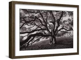 Majestic and Moody Oak, Sonoma Valley, Northern California-Vincent James-Framed Photographic Print