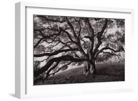 Majestic and Moody Oak, Sonoma Valley, Northern California-Vincent James-Framed Photographic Print