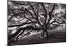 Majestic and Moody Oak, Sonoma Valley, Northern California-Vincent James-Mounted Photographic Print