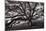 Majestic and Moody Oak, Sonoma Valley, Northern California-Vincent James-Mounted Photographic Print