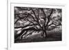 Majestic and Moody Oak, Sonoma Valley, Northern California-Vincent James-Framed Photographic Print