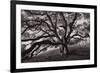 Majestic and Moody Oak, Sonoma Valley, Northern California-Vincent James-Framed Photographic Print