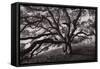 Majestic and Moody Oak, Sonoma Valley, Northern California-Vincent James-Framed Stretched Canvas