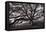 Majestic and Moody Oak, Sonoma Valley, Northern California-Vincent James-Framed Stretched Canvas