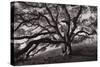 Majestic and Moody Oak, Sonoma Valley, Northern California-Vincent James-Stretched Canvas