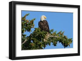 Majestic Bald Eagle-null-Framed Art Print