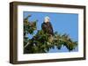 Majestic Bald Eagle-null-Framed Art Print