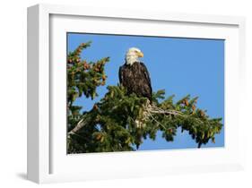 Majestic Bald Eagle-null-Framed Art Print