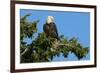 Majestic Bald Eagle-null-Framed Art Print