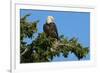 Majestic Bald Eagle-null-Framed Art Print