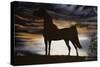 Majestic Beauty-Jenny Newland-Stretched Canvas