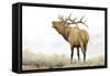 Majestic Elk Brown-James Wiens-Framed Stretched Canvas