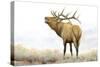 Majestic Elk Brown-James Wiens-Stretched Canvas