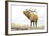 Majestic Elk Brown-James Wiens-Framed Art Print