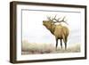 Majestic Elk Brown-James Wiens-Framed Art Print