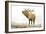 Majestic Elk Brown-James Wiens-Framed Art Print