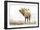 Majestic Elk Brown-James Wiens-Framed Art Print