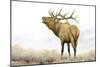 Majestic Elk Brown-James Wiens-Mounted Art Print