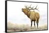 Majestic Elk Brown-James Wiens-Framed Stretched Canvas