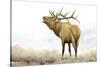 Majestic Elk Brown-James Wiens-Stretched Canvas