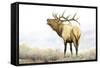 Majestic Elk-James Wiens-Framed Stretched Canvas