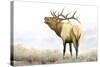 Majestic Elk-James Wiens-Stretched Canvas
