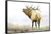 Majestic Elk-James Wiens-Framed Stretched Canvas