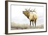 Majestic Elk-James Wiens-Framed Art Print