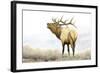 Majestic Elk-James Wiens-Framed Art Print