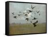 Majestic Flight-Kari Taylor-Framed Stretched Canvas