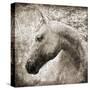 Majestic Horse-Eric Yang-Stretched Canvas