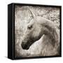 Majestic Horse-Eric Yang-Framed Stretched Canvas
