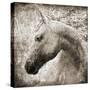 Majestic Horse-Eric Yang-Stretched Canvas