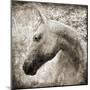 Majestic Horse-Eric Yang-Mounted Art Print