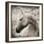 Majestic Horse-Eric Yang-Framed Art Print