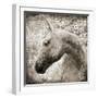 Majestic Horse-Eric Yang-Framed Art Print