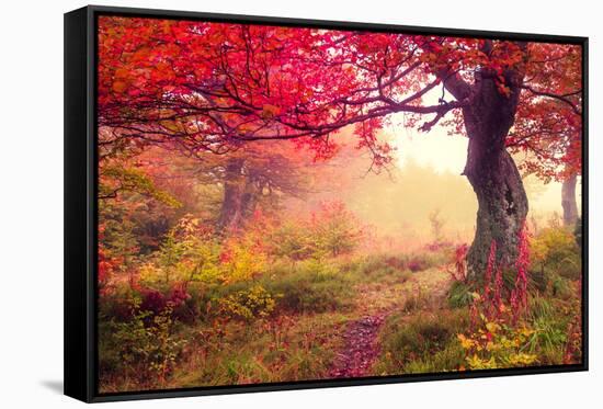 Majestic Landscape with Autumn Trees in Forest. Carpathian, Ukraine, Europe. Beauty World. Retro Fi-Leonid Tit-Framed Stretched Canvas