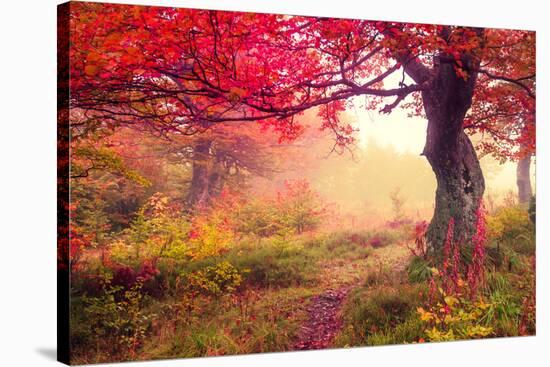 Majestic Landscape with Autumn Trees in Forest. Carpathian, Ukraine, Europe. Beauty World. Retro Fi-Leonid Tit-Stretched Canvas