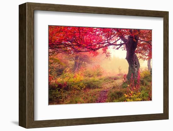 Majestic Landscape with Autumn Trees in Forest. Carpathian, Ukraine, Europe. Beauty World. Retro Fi-Leonid Tit-Framed Photographic Print