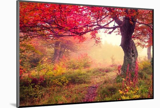 Majestic Landscape with Autumn Trees in Forest. Carpathian, Ukraine, Europe. Beauty World. Retro Fi-Leonid Tit-Mounted Photographic Print