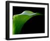 Majestic Leaf 1-Doug Chinnery-Framed Photographic Print